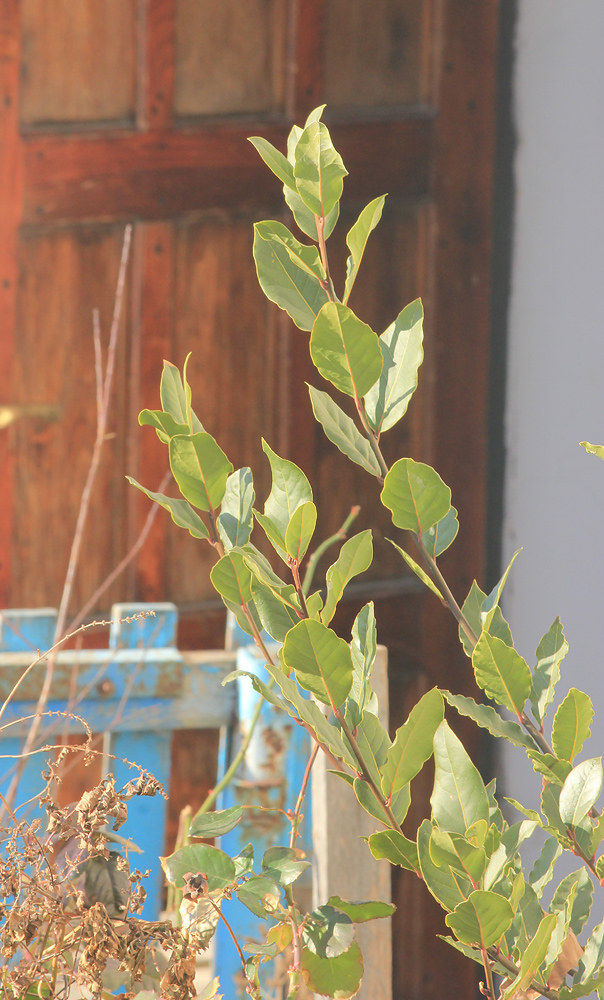 Image of Laurus nobilis specimen.