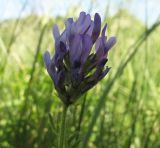 Astragalus danicus. Соцветие. Белгородская обл., Губкинский р-н, запов. \"Белогорье\", \"Ямская степь\". 11 июня 2009 г.