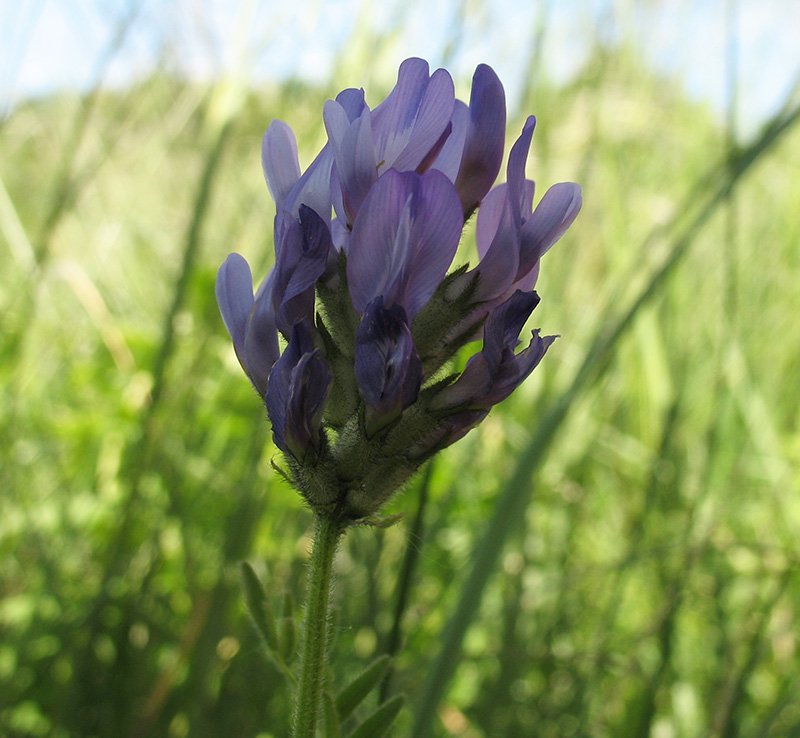 Изображение особи Astragalus danicus.