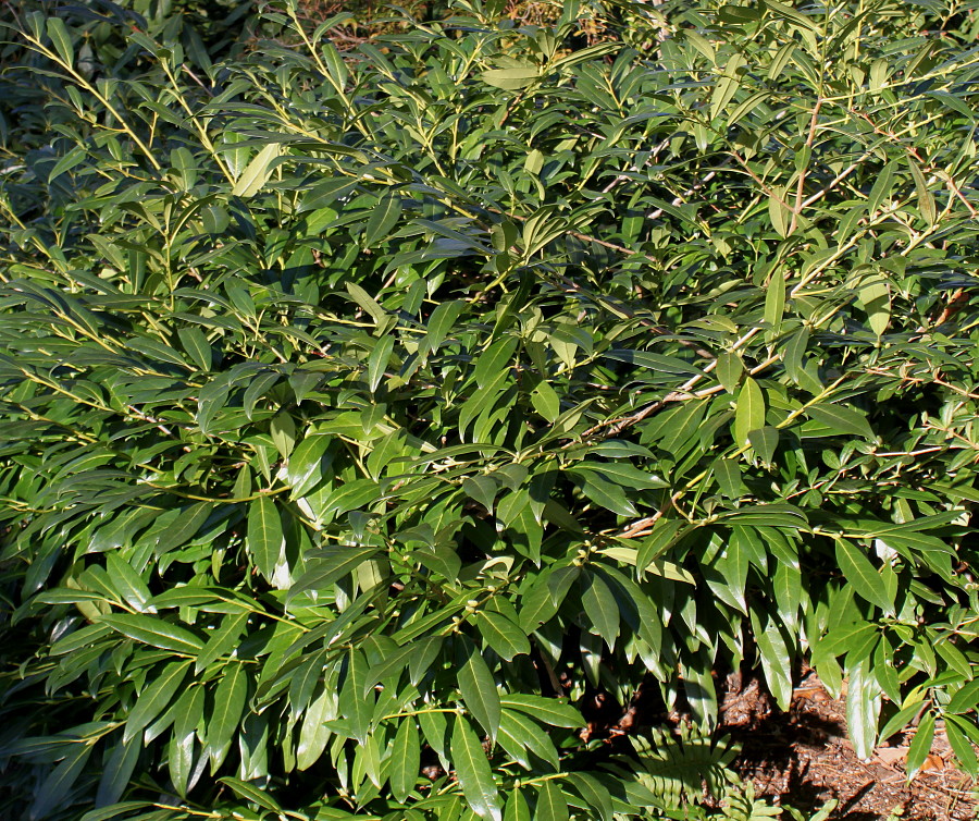 Image of Lauro-cerasus officinalis specimen.
