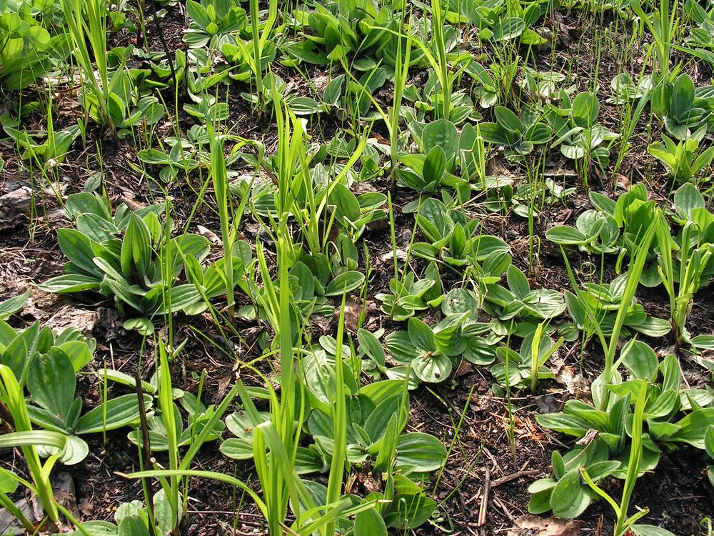 Image of Plantago media specimen.