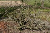 Paeonia rockii. Перезимоввшее растение с распускающимися почками. Германия, г. Дюссельдорф, Ботанический сад университета. 02.03.2014.