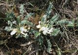 Astragalus testiculatus. Цветущее растение. Восточный Казахстан, Уланский р-н, сопки в окр. с. Украинка. 26.04.2012.