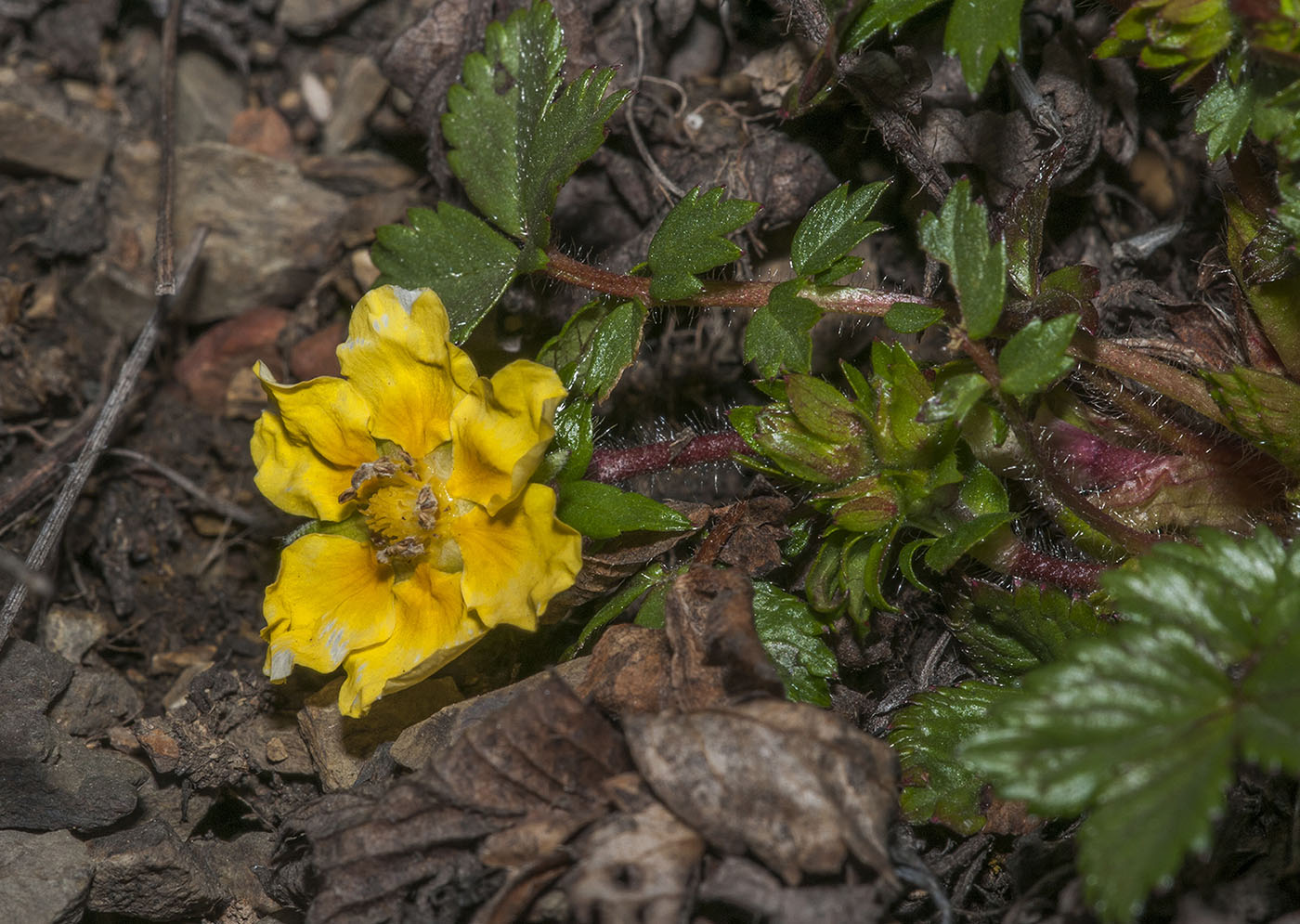 Изображение особи Potentilla fragarioides.