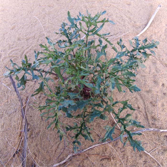 Image of Senecio schischkinianus specimen.