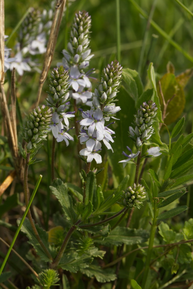 Изображение особи Veronica prostrata.