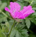 genus Erodium. Цветок и бутон. Германия, г. Дюссельдорф, Ботанический сад университета. 20.04.2014.