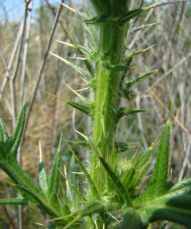 Image of Cirsium vulgare specimen.