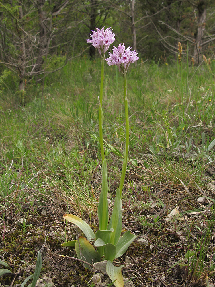 Image of Neotinea tridentata specimen.