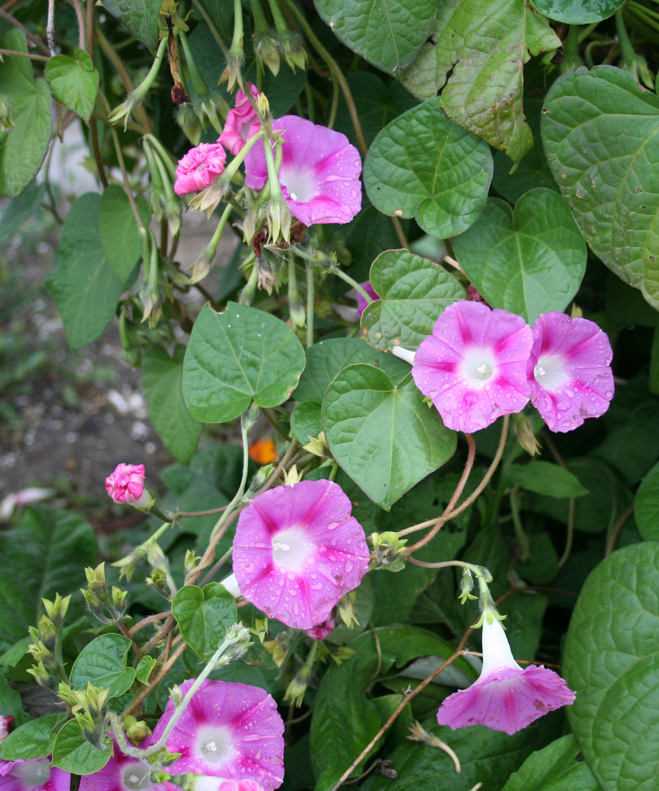 Image of Ipomoea purpurea specimen.