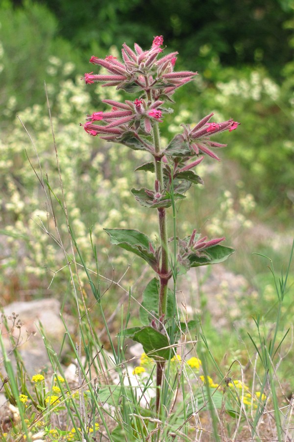 Изображение особи Saponaria glutinosa.