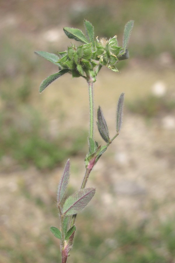 Image of Melilotoides brachycarpa specimen.