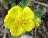 Potentilla incana