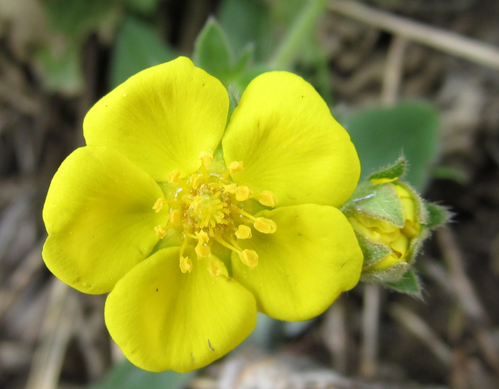 Изображение особи Potentilla incana.