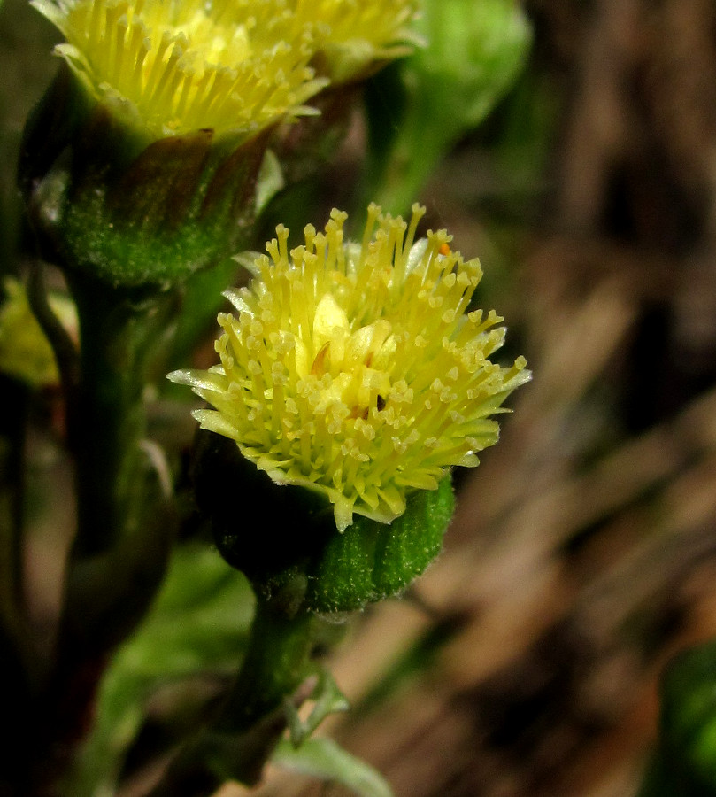 Image of Petasites radiatus specimen.