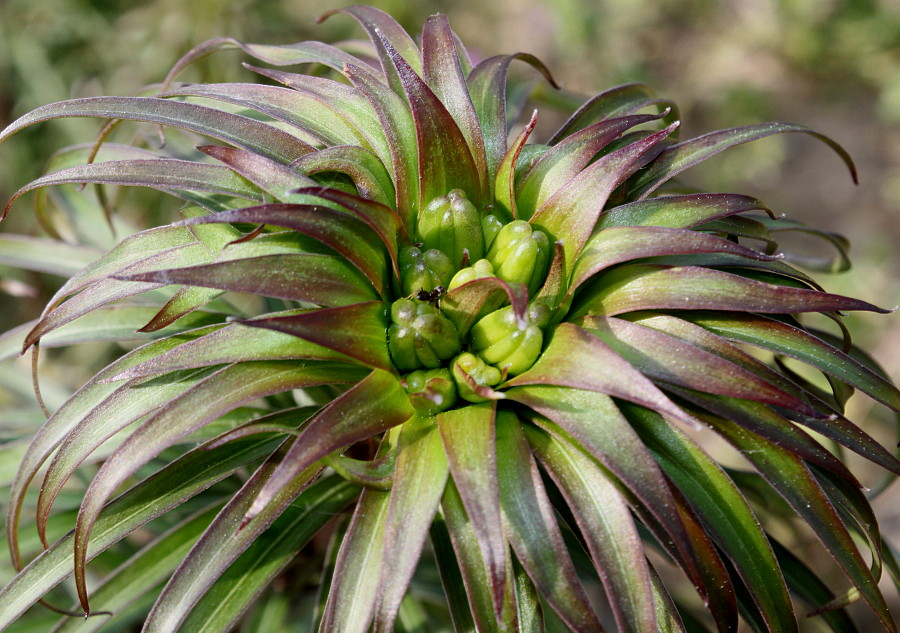 Image of Lilium regale specimen.