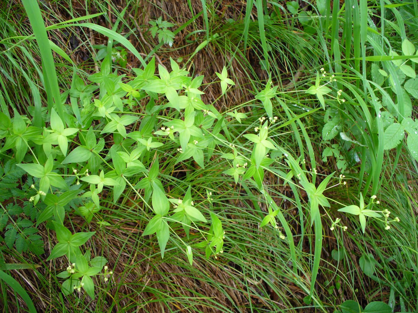 Image of Galium rubioides specimen.