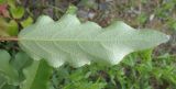 Populus laurifolia. Лист. (вид снизу). Белгородская обл., г. Губкин, кварцитные отвалы ЛГОКа. 15 июня 2009 г.
