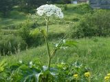 Heracleum dissectum