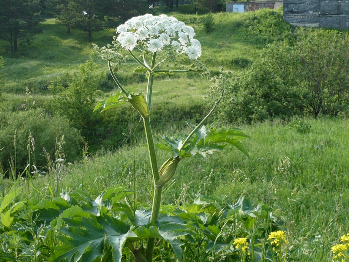 Изображение особи Heracleum dissectum.