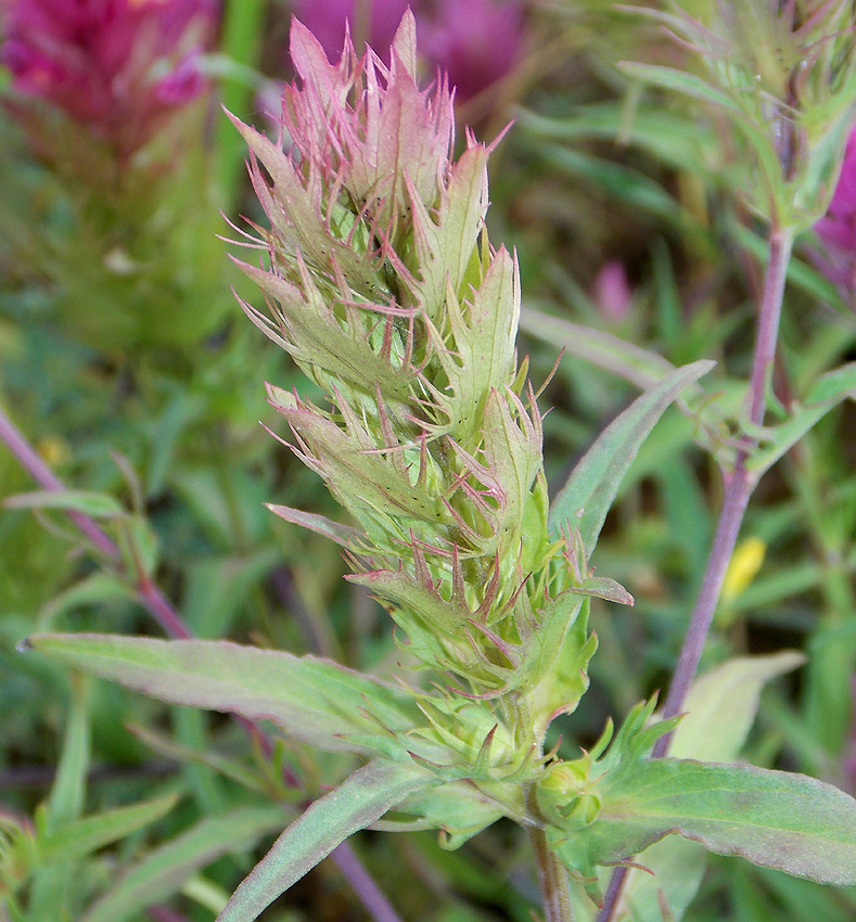 Image of Melampyrum arvense specimen.