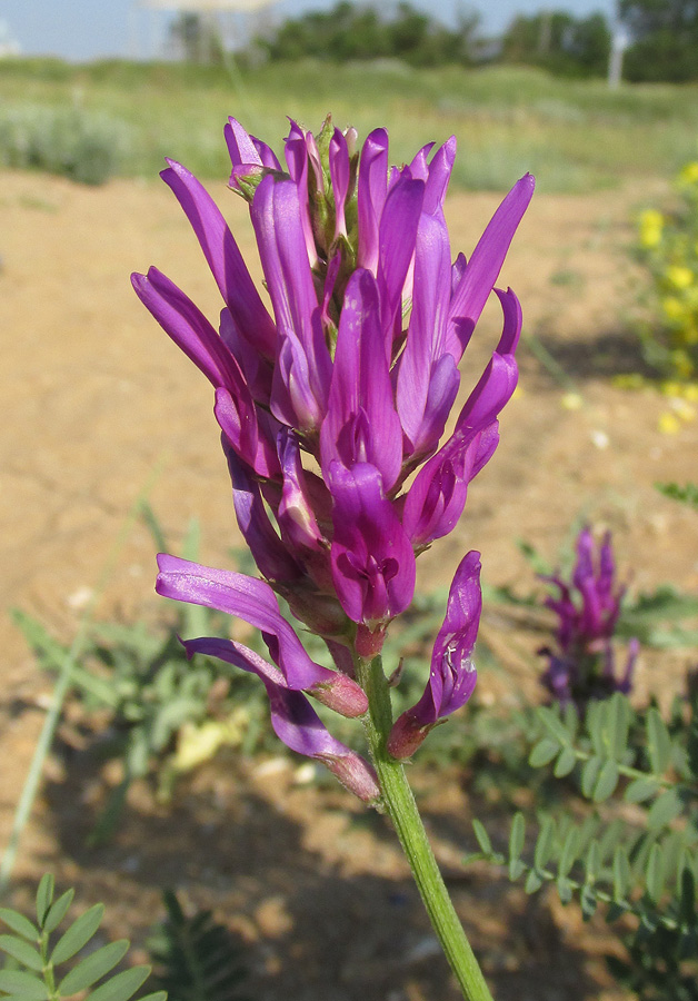 Изображение особи Astragalus borysthenicus.