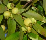 Syzygium jambos. Часть побега с соплодиями. Израиль, Шарон, пос. Кфар Шмариягу, в культуре. 06.07.2014.