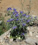 Solanum elaeagnifolium. Цветущее растение на железнодорожной насыпи. Израиль, Шарон, пос. Кфар Шмариягу. 08.06.2014.