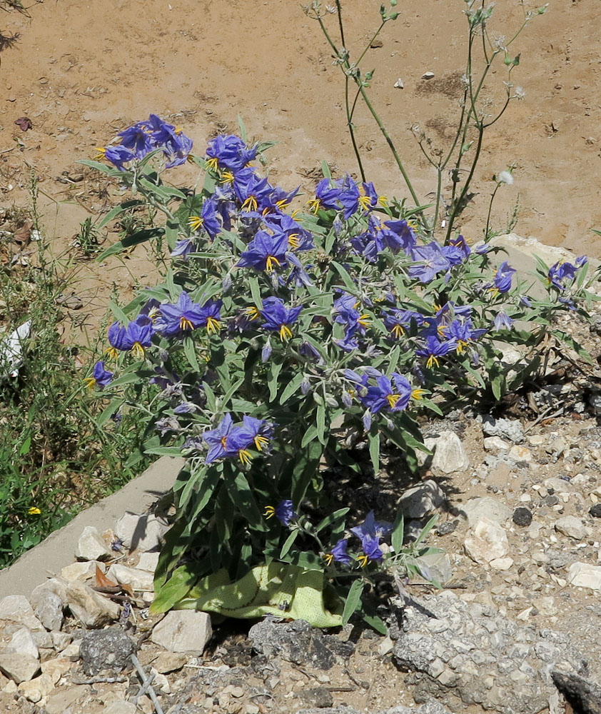 Изображение особи Solanum elaeagnifolium.