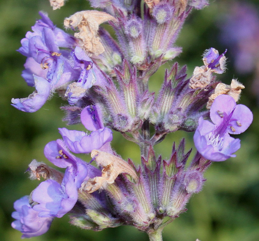 Image of Nepeta racemosa specimen.