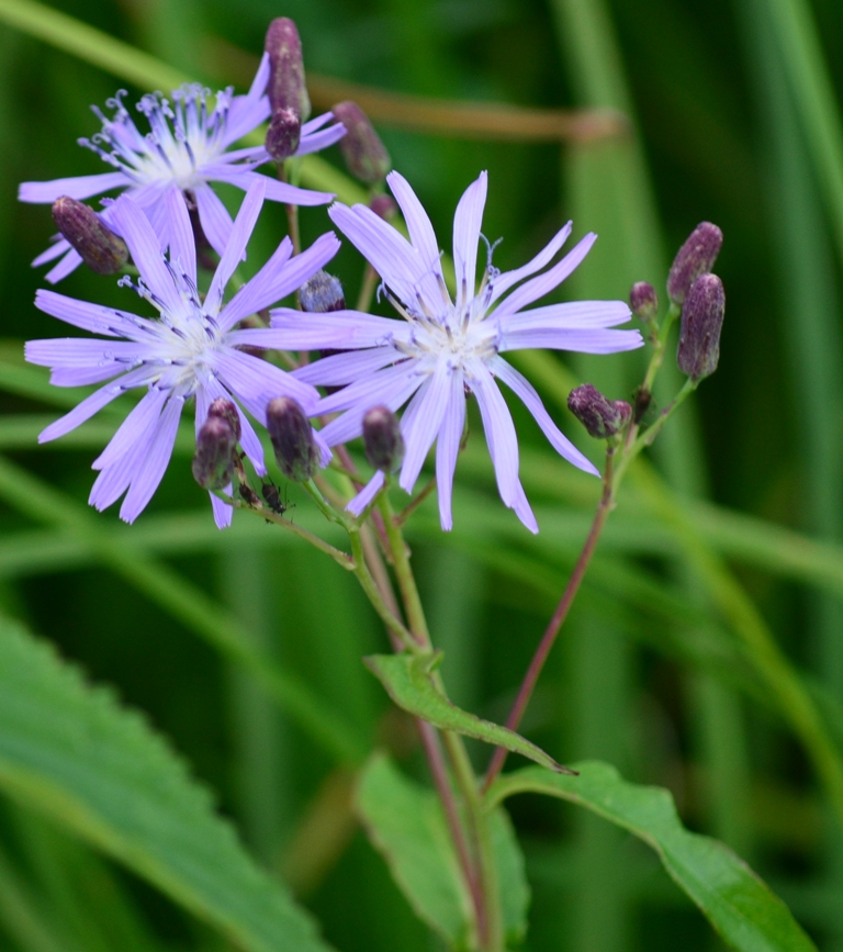 Изображение особи Lactuca sibirica.