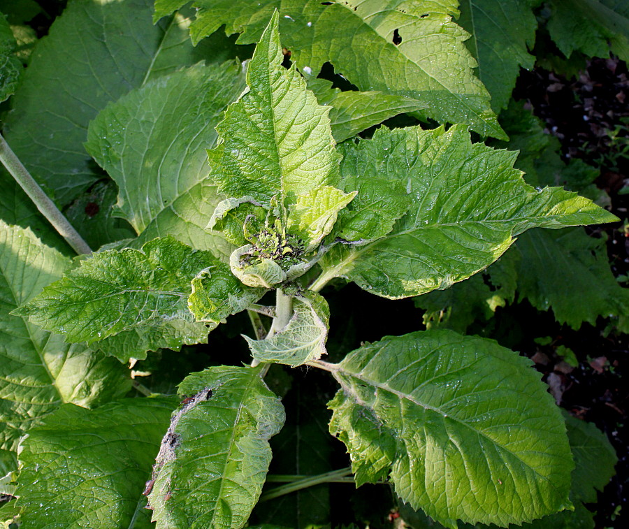 Image of Telekia speciosa specimen.