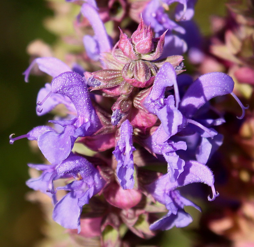 Image of genus Salvia specimen.