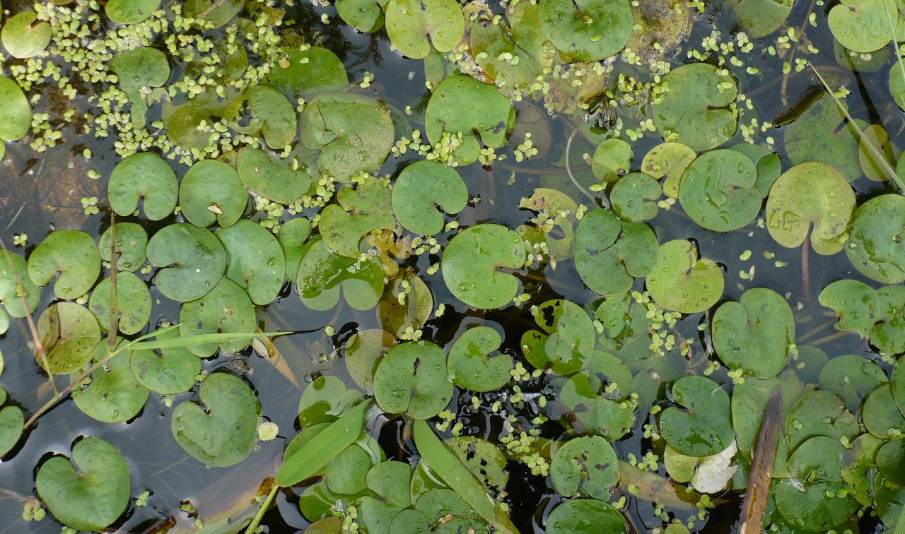Изображение особи Hydrocharis morsus-ranae.