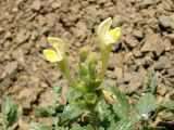 Scutellaria adenostegia