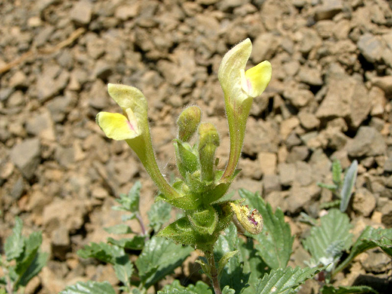 Image of Scutellaria adenostegia specimen.