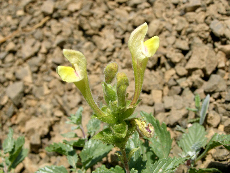 Изображение особи Scutellaria adenostegia.