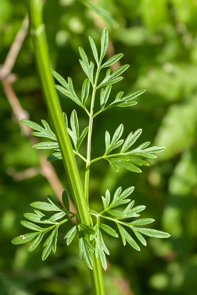 Image of Selinum carvifolia specimen.