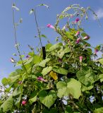 Ipomoea purpurea. Верхняя часть цветущего растения. Германия, г. Дюссельдорф, Ботанический сад университета. 05.09.2014.