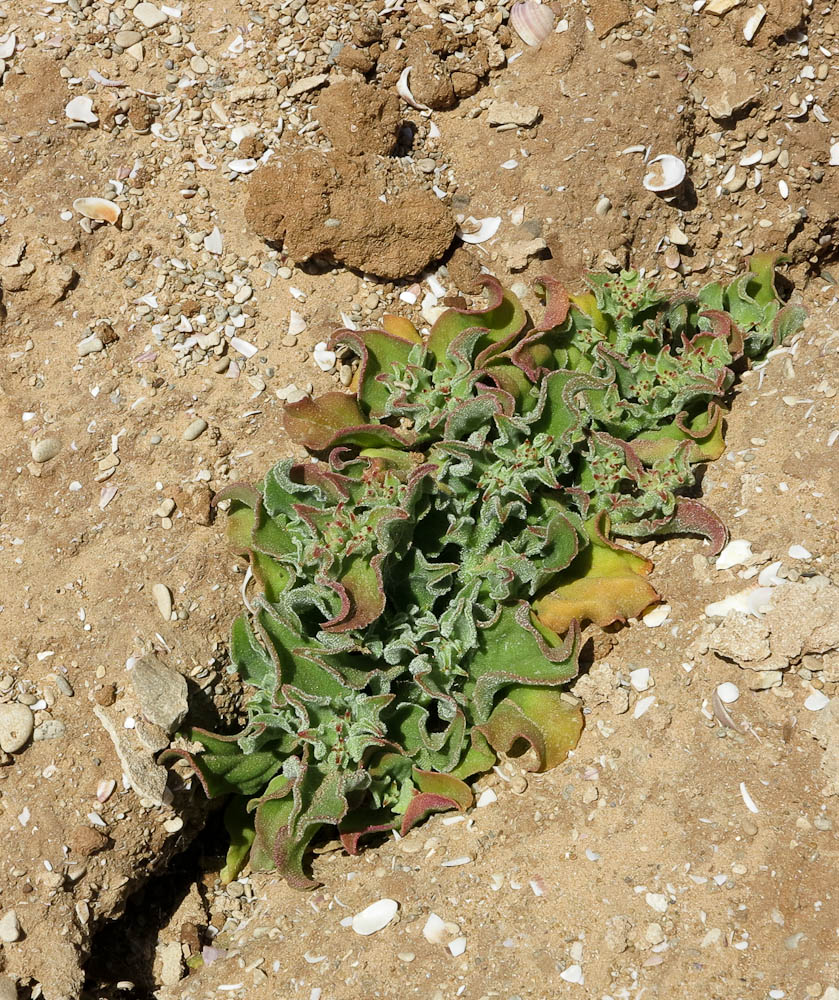 Image of Mesembryanthemum crystallinum specimen.