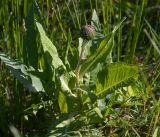 Cirsium heterophyllum. Верхушка расцветающего растения. Московская обл., Раменский р-н, окр. ж.-д. платформы Хрипань, просека под ЛЭП. 05.06.2014.