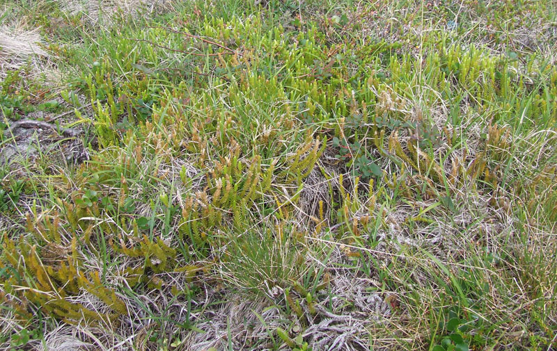 Image of Lycopodium dubium specimen.