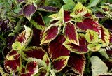 Coleus scutellarioides. Листья. Германия, г. Крефельд, Ботанический сад. 06.09.2014.