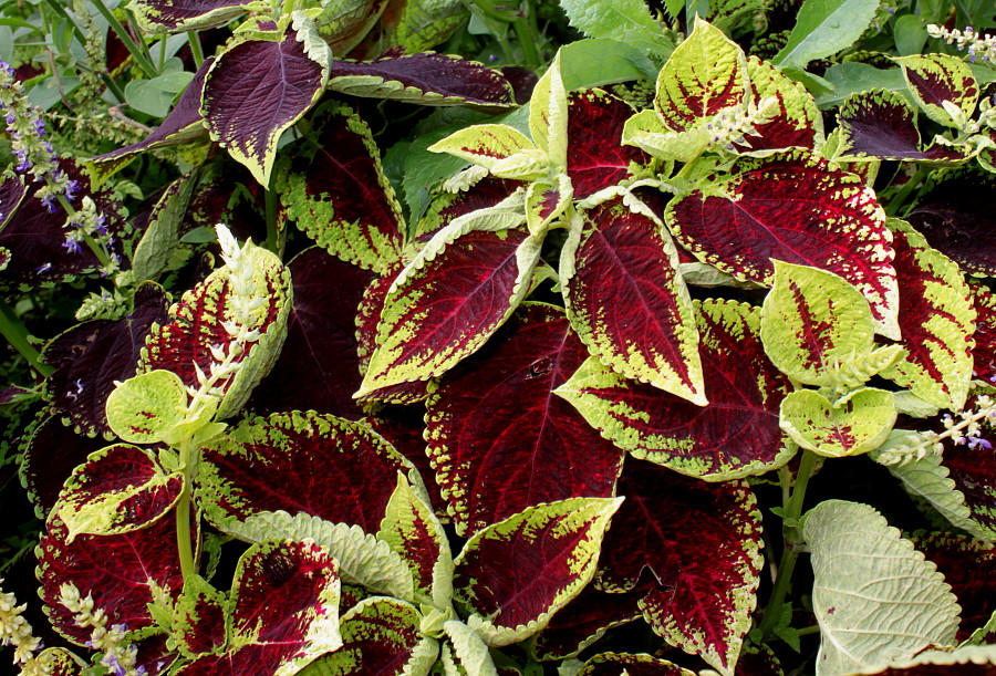 Изображение особи Coleus scutellarioides.