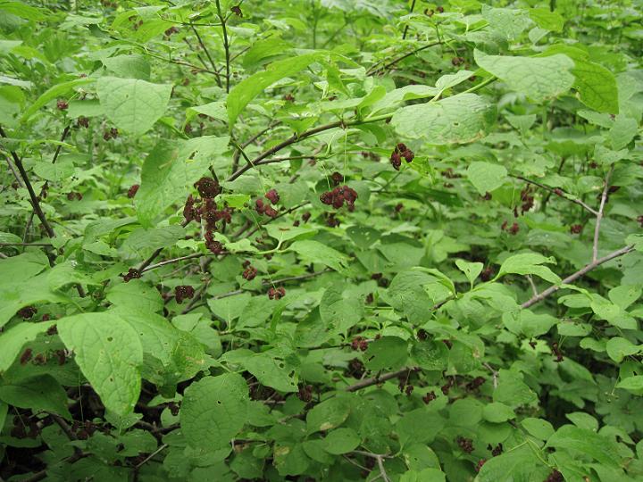 Image of Euonymus sachalinensis specimen.