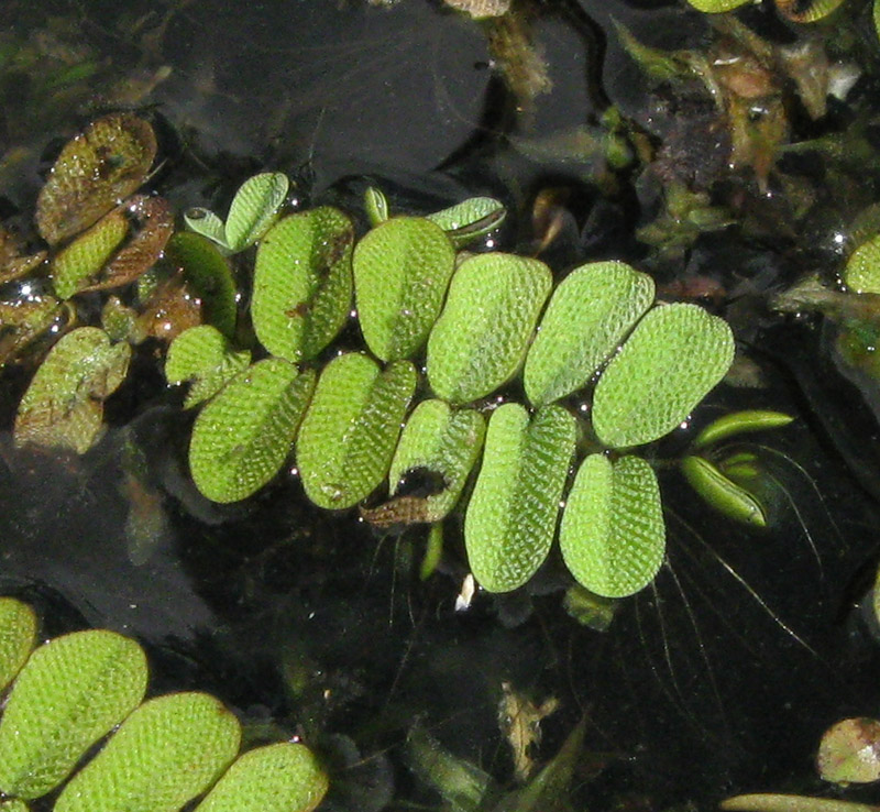 Image of Salvinia natans specimen.