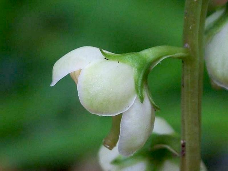 Image of Pyrola japonica specimen.