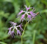 Dianthus superbus