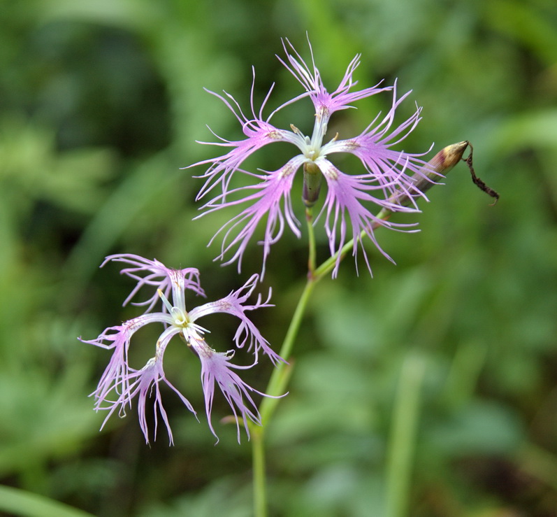 Изображение особи Dianthus superbus.