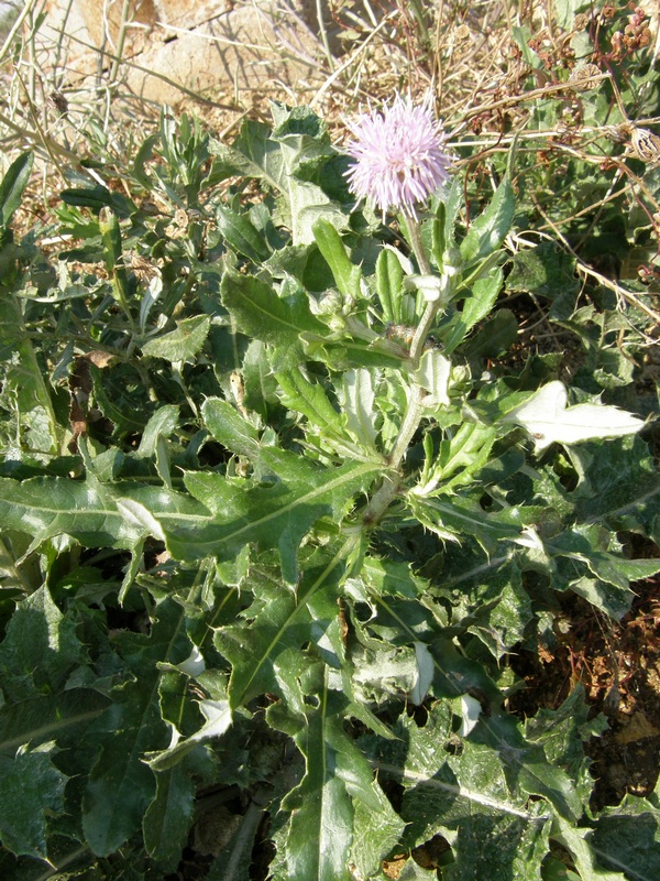 Изображение особи Cirsium incanum.